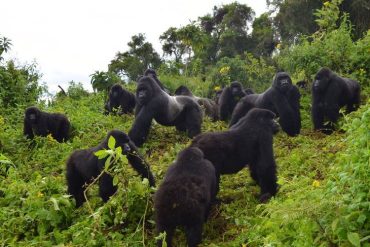 _Misty Forests & Mountain Gorillas_ Rwanda's Ultimate Adventure Trek_