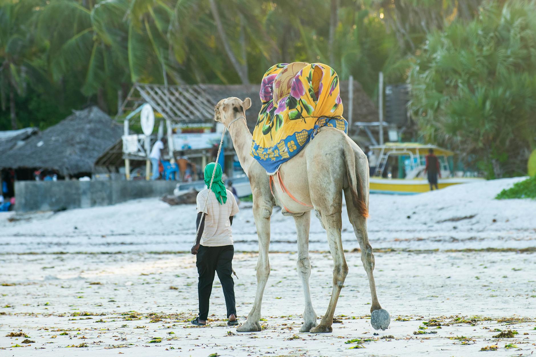 man with camel with decorated saddle in village