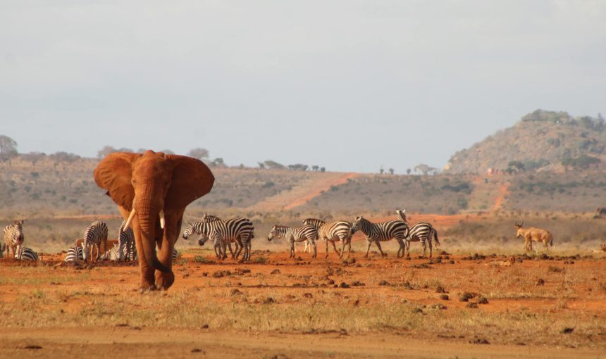 ✈️ Traveler’s Guide to Discovering Tsavo National Park