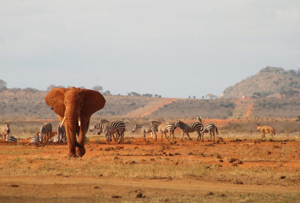 elephant and zebras in savannah