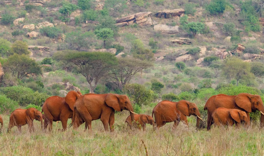 Hidden Trails of Tsavo: Exploring Kenya’s Vast Wilderness Beyond the Usual Routes